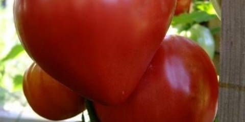 Paradajz kravljeg srca: recenzije, fotografije, prinos